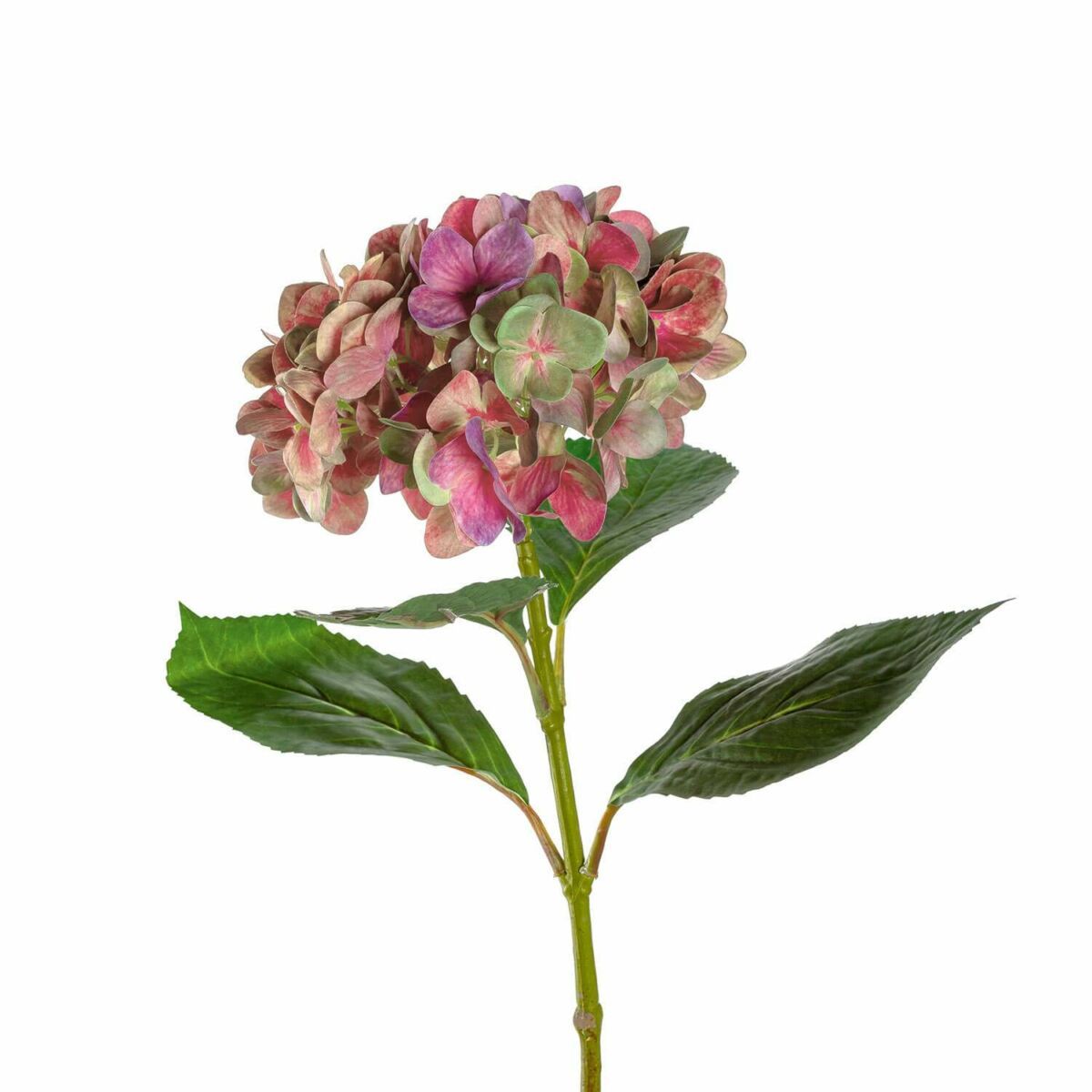 LEONARDO POESIA hortensia 54cm, rózsaszín
