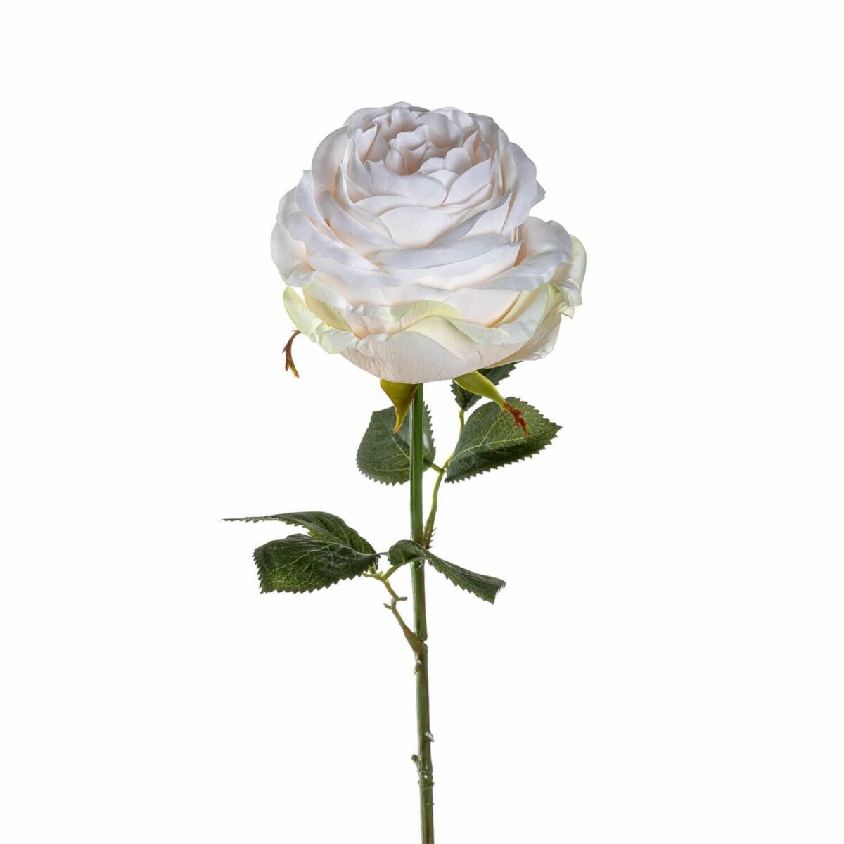 LEONARDO POESIA rózsa 67cm, krém