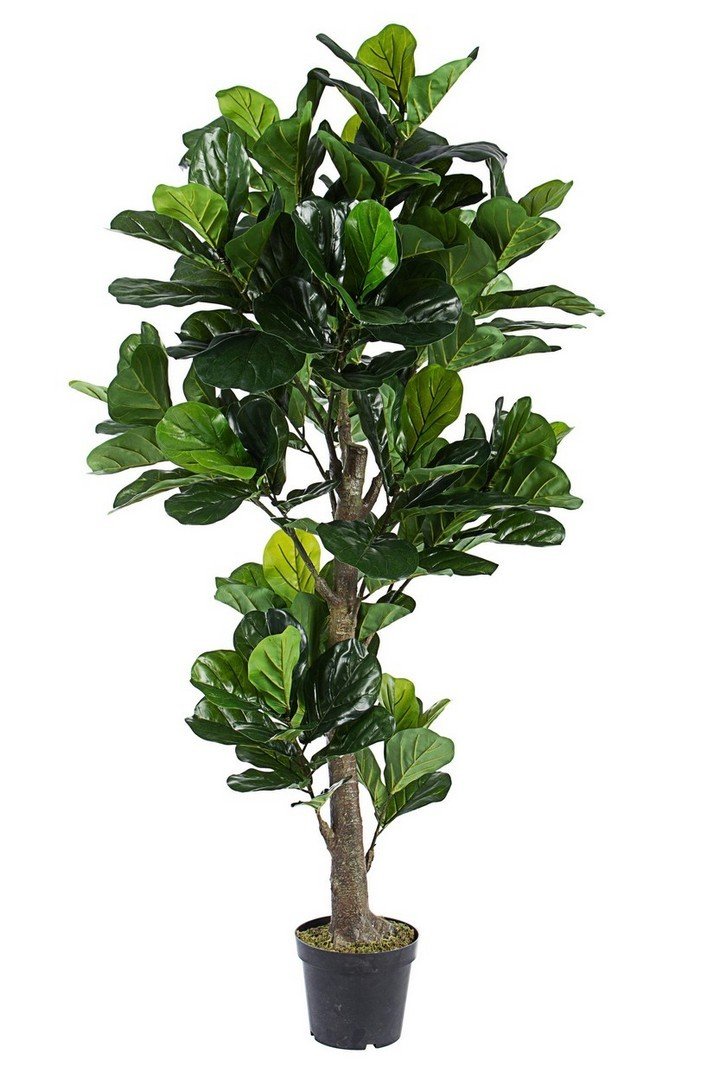 FICUS LYRATA II zöld művirág